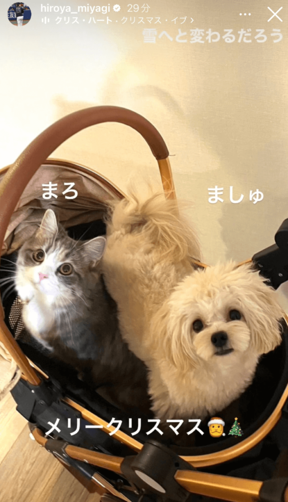 宮城大弥さんが飼っている愛犬(ましゅ)と愛猫(まろ)の画像