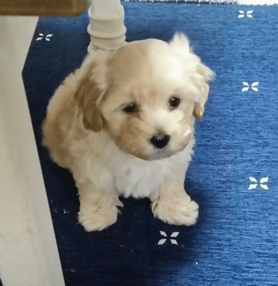 野村祐輔さんの新しい家族として投稿された愛犬の子犬の頃の画像